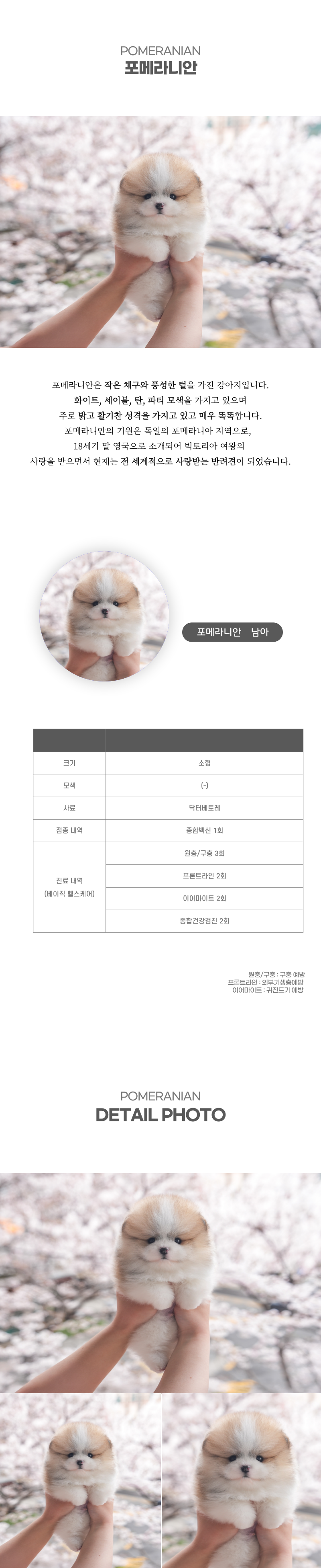 포메라니안_상세이미지_2